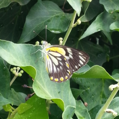 Belenois java (Caper White) at Kambah, ACT - 18 Jan 2019 by MatthewFrawley