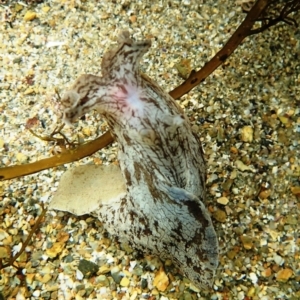 Aplysia sydneyensis at Tathra, NSW - 17 Jan 2019