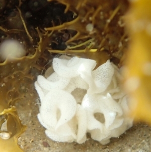 Hydatina physis at Brogo, NSW - 17 Jan 2019 11:22 AM