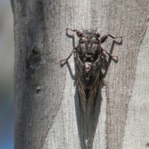 Pauropsalta mneme at Rendezvous Creek, ACT - 6 Jan 2019 03:20 PM