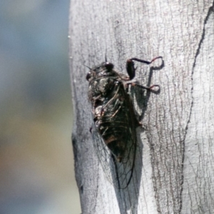 Pauropsalta mneme at Rendezvous Creek, ACT - 6 Jan 2019