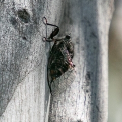 Pauropsalta mneme at Rendezvous Creek, ACT - 6 Jan 2019 03:20 PM