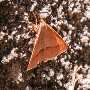 Epidesmia chilonaria at Rendezvous Creek, ACT - 6 Jan 2019 03:23 PM