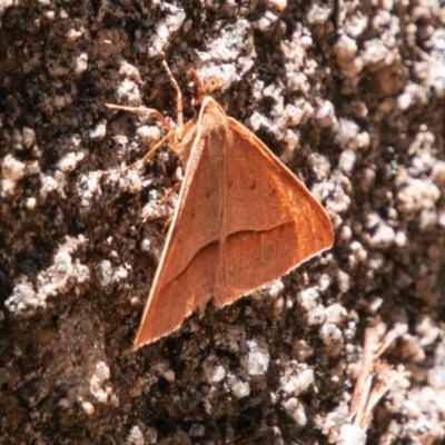 Epidesmia chilonaria (Golden-winged Epidesmia) at Namadgi National Park - 6 Jan 2019 by SWishart