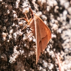 Epidesmia chilonaria at Rendezvous Creek, ACT - 6 Jan 2019 03:23 PM