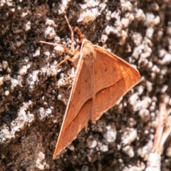 Epidesmia chilonaria at Rendezvous Creek, ACT - 6 Jan 2019 03:23 PM