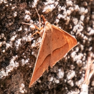 Epidesmia chilonaria at Rendezvous Creek, ACT - 6 Jan 2019 03:23 PM