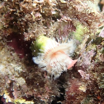 Serpula sp. (Orange Tube Worms) at Bournda National Park - 17 Jan 2019 by Maggie1