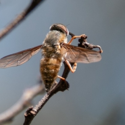 Trichophthalma sp. (genus) (Tangle-vein fly) at Namadgi National Park - 6 Jan 2019 by SWishart