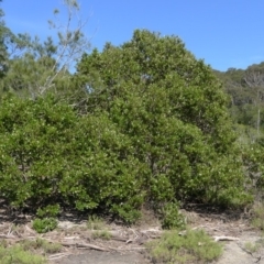 Avicennia marina subsp. australasica (Grey Mangrove) at Bermagui, NSW - 30 Mar 2012 by RuthLaxton