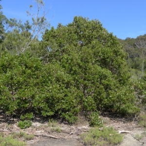 Avicennia marina subsp. australasica at Bermagui, NSW - 31 Mar 2012