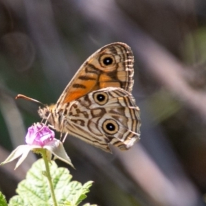 Geitoneura acantha at Rendezvous Creek, ACT - 6 Jan 2019 03:36 PM