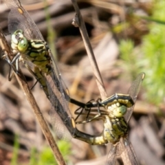 Austrogomphus guerini (Yellow-striped Hunter) at Rendezvous Creek, ACT - 6 Jan 2019 by SWishart