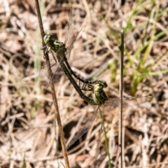 Austrogomphus guerini at Rendezvous Creek, ACT - 6 Jan 2019 03:57 PM