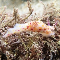 Ceratosoma amoenum (Clown Nudibranch) at Tathra, NSW - 17 Jan 2019 by Maggie1