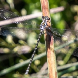 Austroargiolestes icteromelas at Rendezvous Creek, ACT - 6 Jan 2019