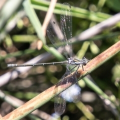 Austroargiolestes icteromelas at Rendezvous Creek, ACT - 6 Jan 2019