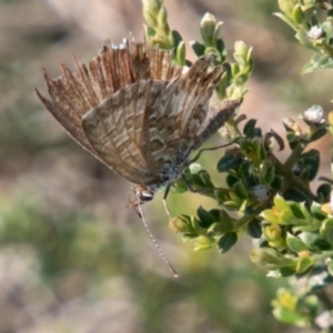 Neolucia agricola at Rendezvous Creek, ACT - 6 Jan 2019 04:20 PM