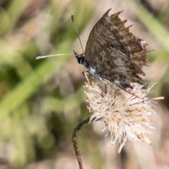 Neolucia agricola at Rendezvous Creek, ACT - 6 Jan 2019 04:20 PM