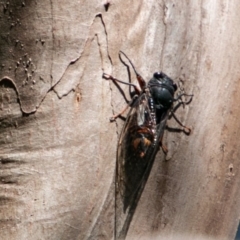 Yoyetta subalpina (Subalpine Firetail Cicada) at Rendezvous Creek, ACT - 6 Jan 2019 by SWishart