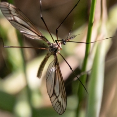 Ptilogyna sp. (genus) (A crane fly) at Rendezvous Creek, ACT - 6 Jan 2019 by SWishart