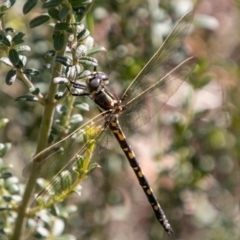 Synthemis eustalacta (Swamp Tigertail) at Namadgi National Park - 6 Jan 2019 by SWishart