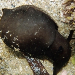 Aplysia juliana (SeaHare) at Tathra, NSW - 17 Jan 2019 by Maggie1