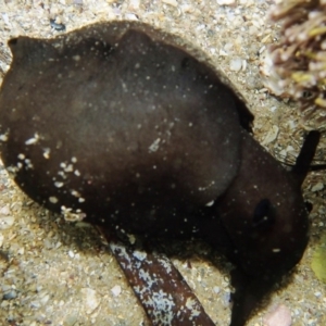 Aplysia juliana at Tathra, NSW - 17 Jan 2019 11:54 AM