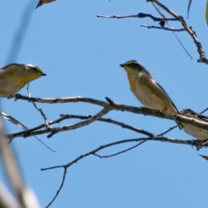 Pardalotus striatus at Mount Clear, ACT - 10 Jan 2019