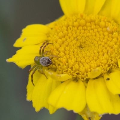 Thomisidae (family) (Unidentified Crab spider or Flower spider) at Higgins, ACT - 16 Nov 2018 by Alison Milton