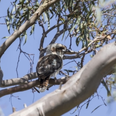 Dacelo novaeguineae (Laughing Kookaburra) at Dunlop, ACT - 2 Jan 2019 by AlisonMilton