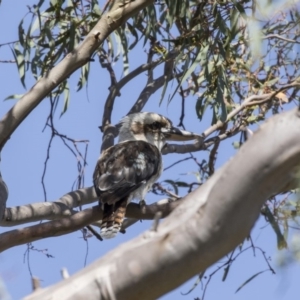 Dacelo novaeguineae at Dunlop, ACT - 2 Jan 2019