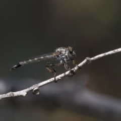 Cerdistus sp. (genus) (Yellow Slender Robber Fly) at The Pinnacle - 10 Jan 2019 by Alison Milton