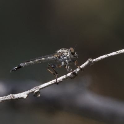Cerdistus sp. (genus) (Yellow Slender Robber Fly) at The Pinnacle - 10 Jan 2019 by Alison Milton