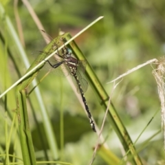 Synthemis eustalacta (Swamp Tigertail) at Acton, ACT - 16 Jan 2019 by Alison Milton