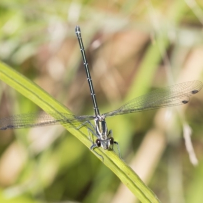 Austroargiolestes icteromelas (Common Flatwing) at ANBG - 16 Jan 2019 by Alison Milton