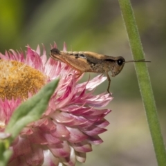 Phaulacridium vittatum (Wingless Grasshopper) at Acton, ACT - 16 Jan 2019 by Alison Milton