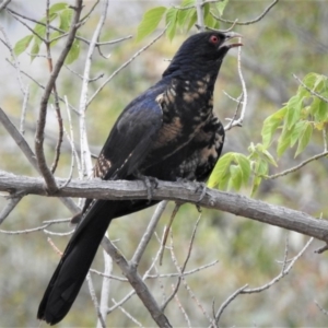 Eudynamys orientalis at Wanniassa, ACT - 18 Jan 2019 04:18 PM