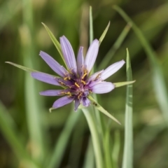 Tragopogon porrifolius subsp. porrifolius (Salsify, Oyster Plant) at Jerrabomberra Wetlands - 2 Jan 2019 by AlisonMilton