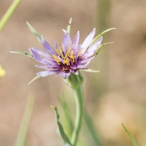 Tragopogon porrifolius subsp. porrifolius at Fyshwick, ACT - 3 Jan 2019