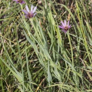 Tragopogon porrifolius subsp. porrifolius at Fyshwick, ACT - 3 Jan 2019