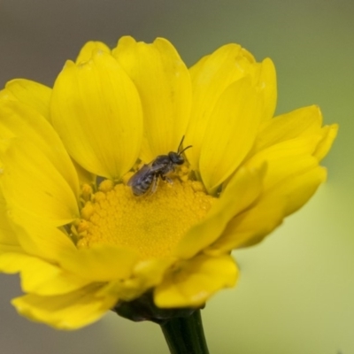 Lasioglossum (Chilalictus) sp. (genus & subgenus) (Halictid bee) at Higgins, ACT - 16 Nov 2018 by AlisonMilton