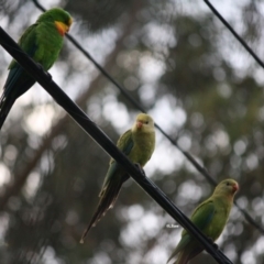 Polytelis swainsonii (Superb Parrot) at Hughes, ACT - 18 Jan 2019 by LisaH