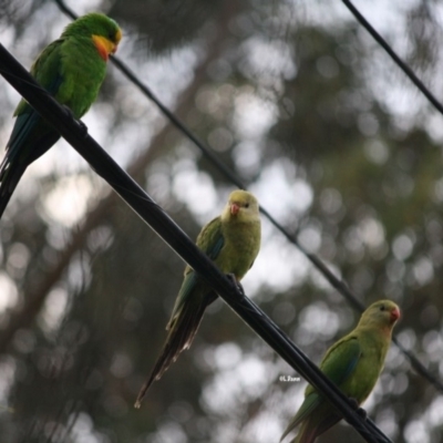 Polytelis swainsonii (Superb Parrot) at Hughes, ACT - 17 Jan 2019 by LisaH