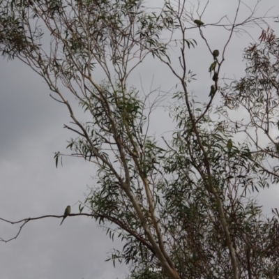 Psephotus haematonotus (Red-rumped Parrot) at Hughes, ACT - 18 Jan 2019 by LisaH