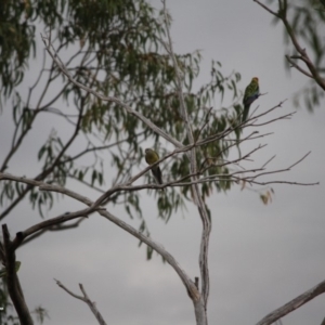 Platycercus eximius at Hughes, ACT - 18 Jan 2019