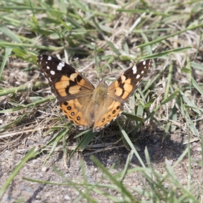 Vanessa kershawi (Australian Painted Lady) at Higgins, ACT - 16 Nov 2018 by AlisonMilton