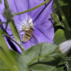 Villa sp. (genus) at Higgins, ACT - 16 Nov 2018