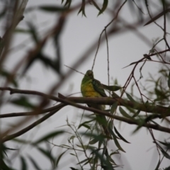 Psephotus haematonotus (Red-rumped Parrot) at Hughes, ACT - 17 Jan 2019 by LisaH