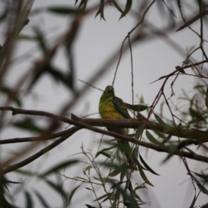 Psephotus haematonotus at Hughes, ACT - 18 Jan 2019 08:18 AM